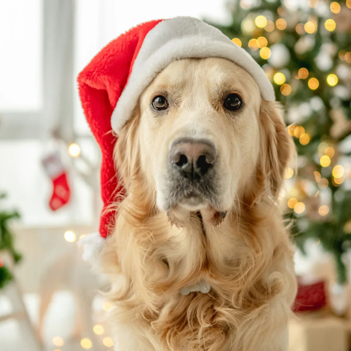 Toxic Christmas food for dogs